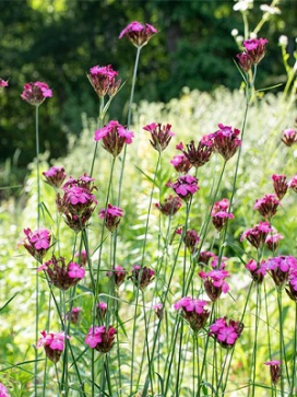 DIANTHUS carthusianorum